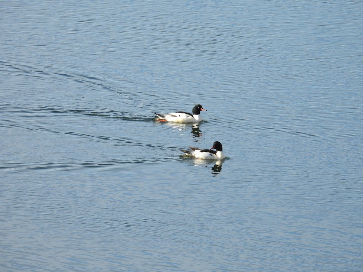 Большой крохаль - ML646550229