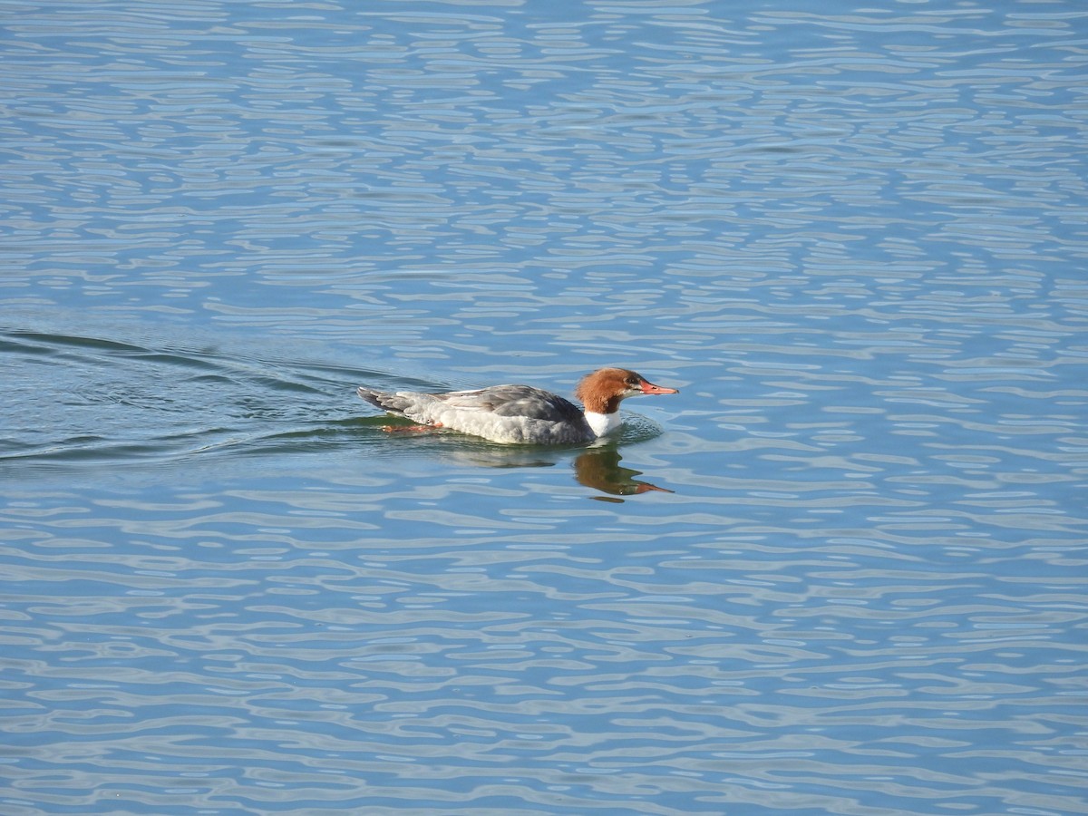 Common Merganser - ML646550230