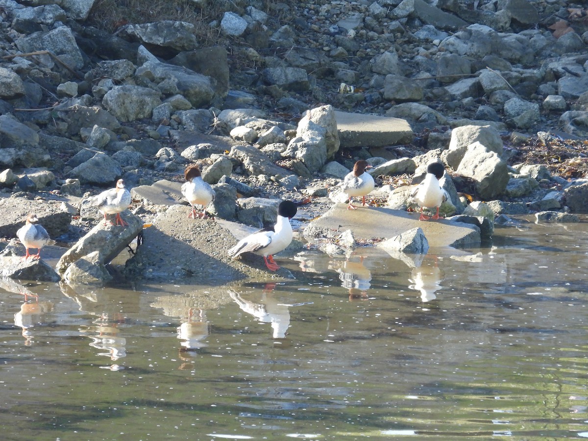 Common Merganser - ML646550231