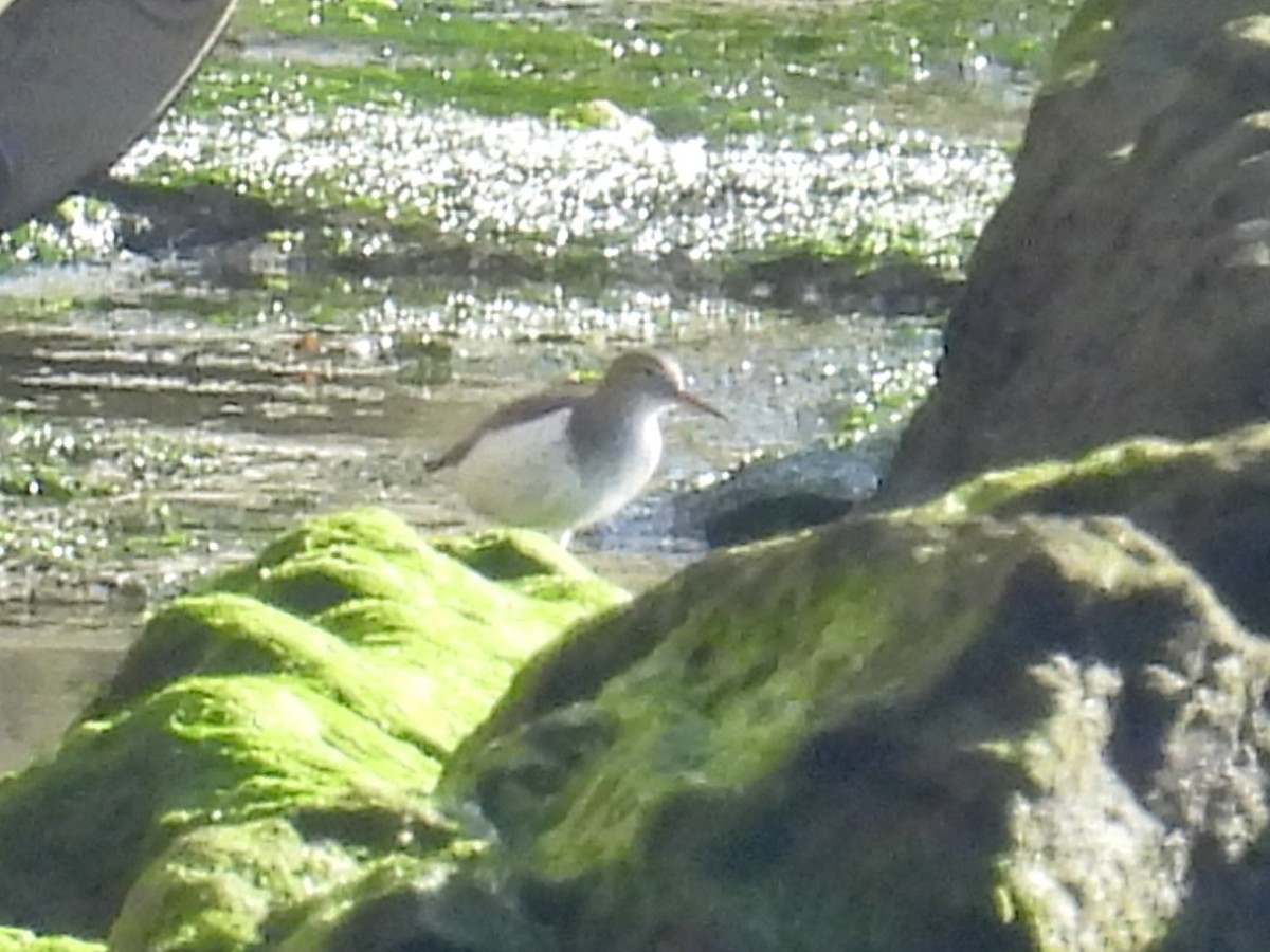 Spotted Sandpiper - ML646550237