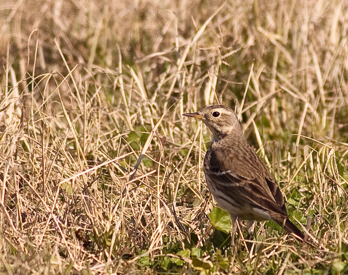 American Pipit - ML646550238