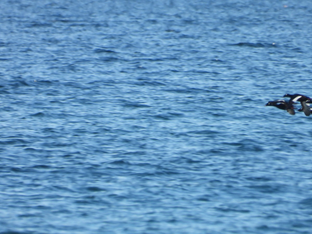 White-winged Scoter - ML646550239
