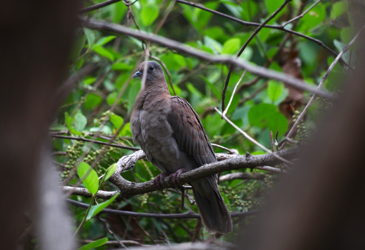 Pale-vented Pigeon - ML646550240
