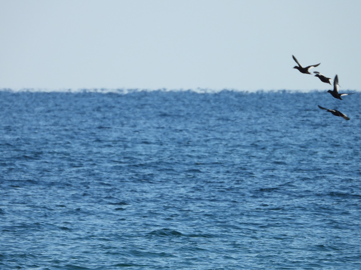 White-winged Scoter - ML646550242