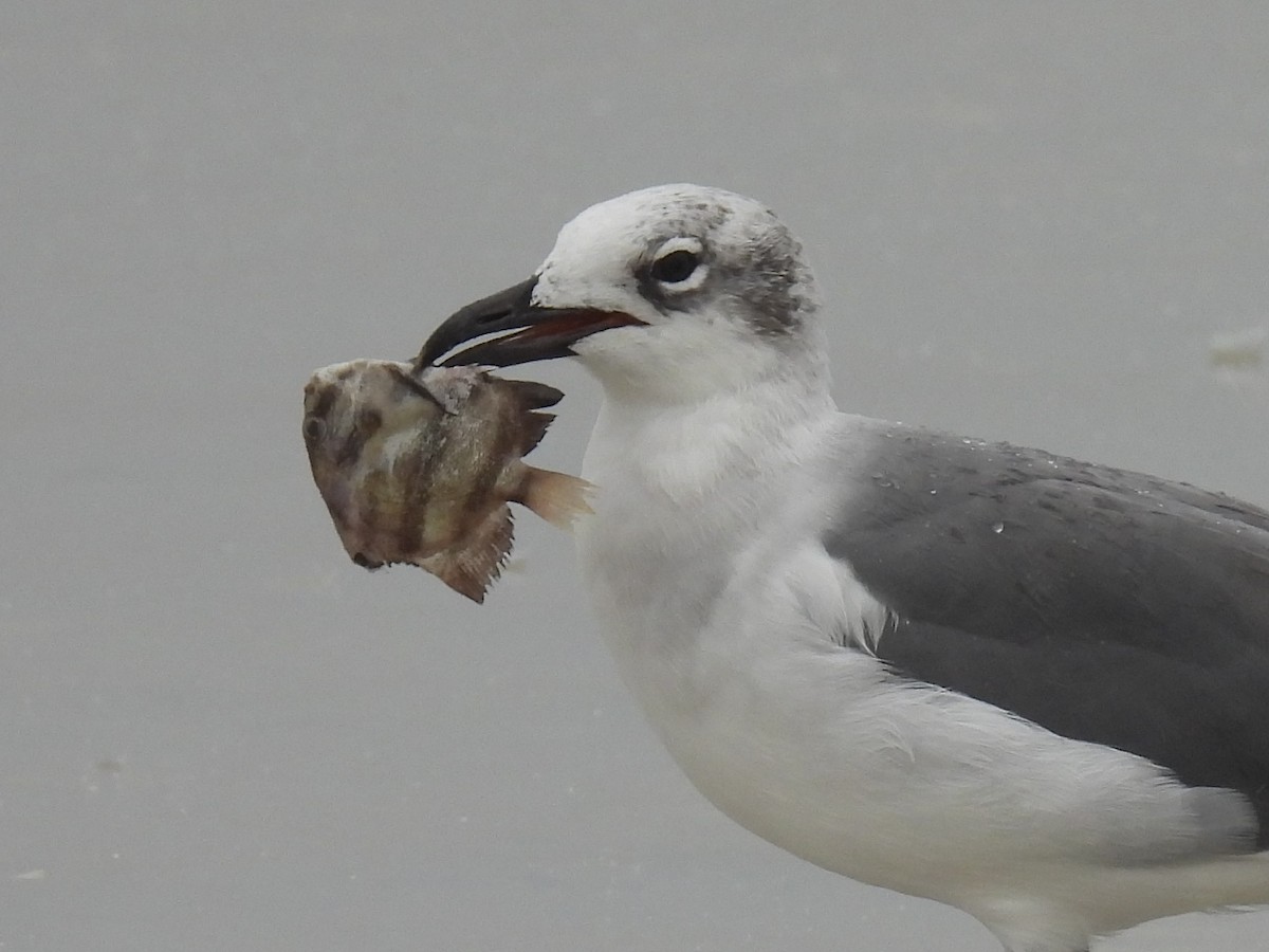 Laughing Gull - ML646550244