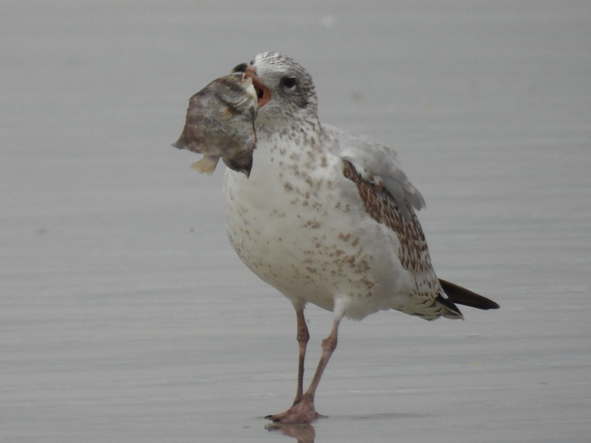 Ring-billed Gull - ML646550246