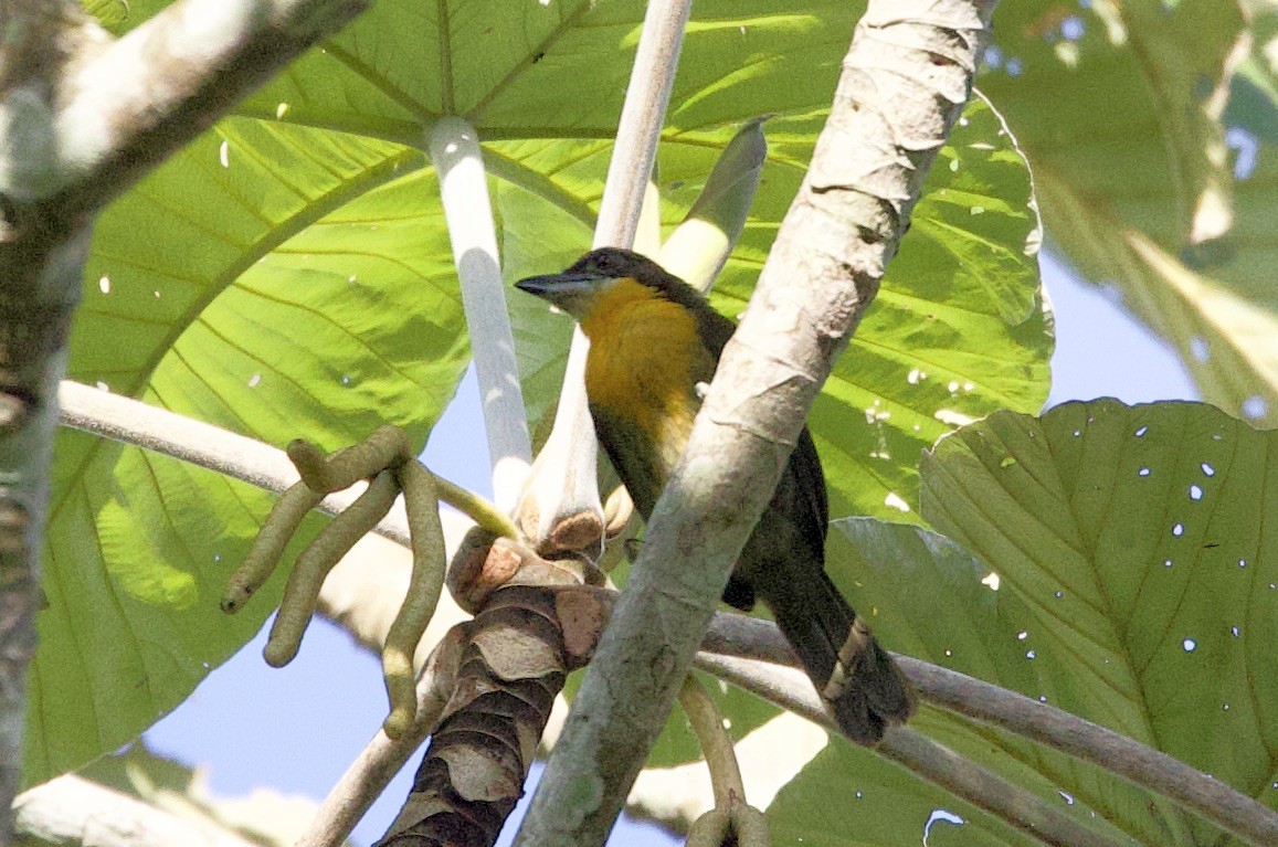 Cabezón Oliva - ML646550248