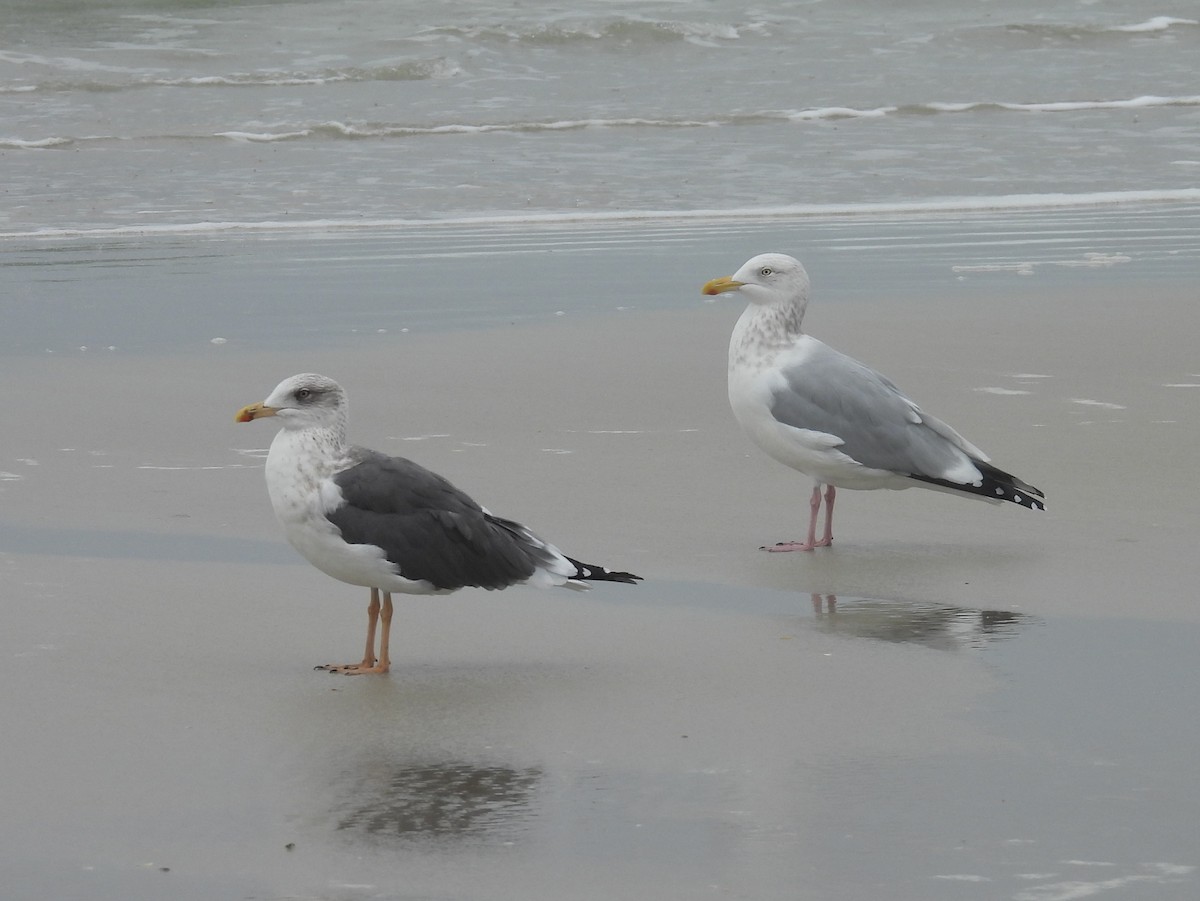 American Herring Gull - ML646550249