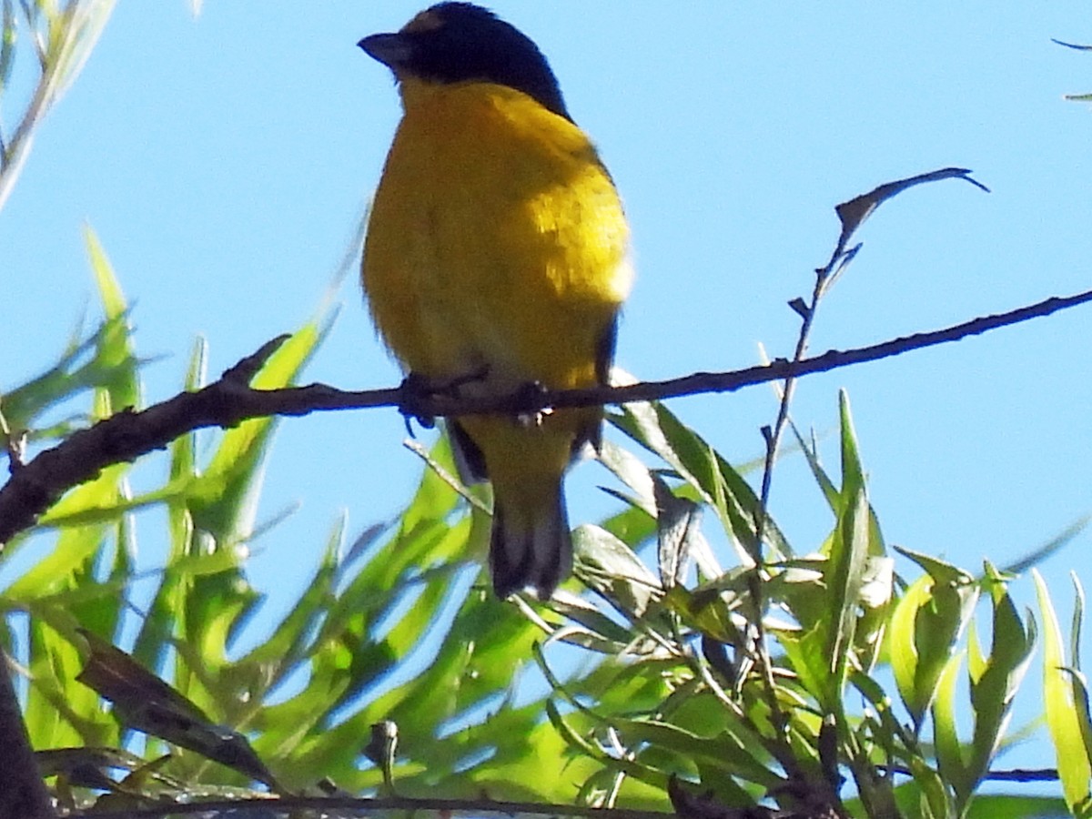 キノドスミレフウキンチョウ - ML646550251