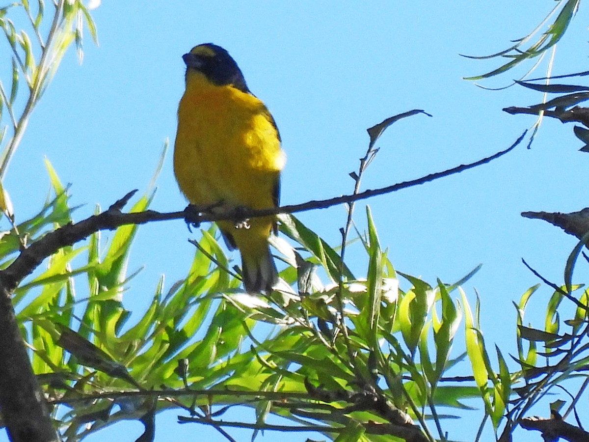 キノドスミレフウキンチョウ - ML646550252