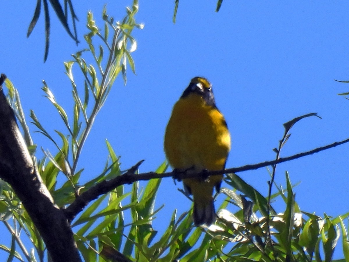 キノドスミレフウキンチョウ - ML646550253