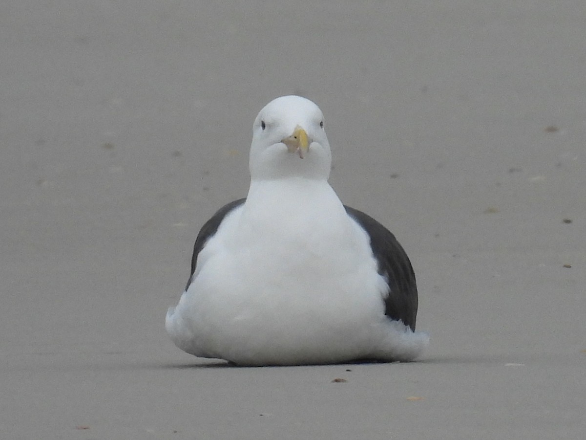 Great Black-backed Gull - ML646550256