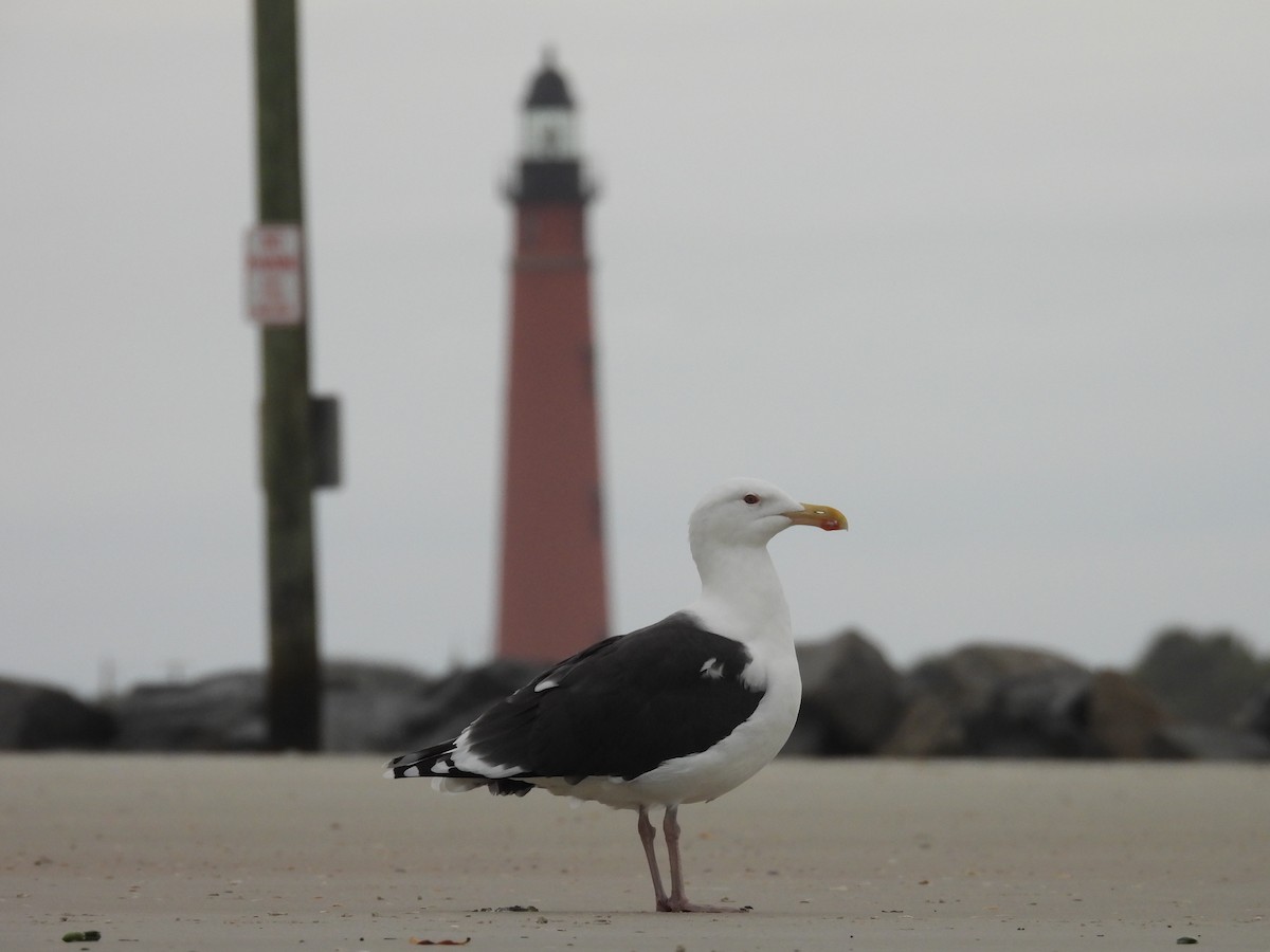 Great Black-backed Gull - ML646550257