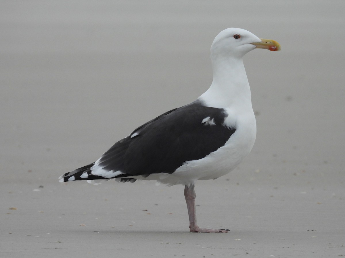 Great Black-backed Gull - ML646550258