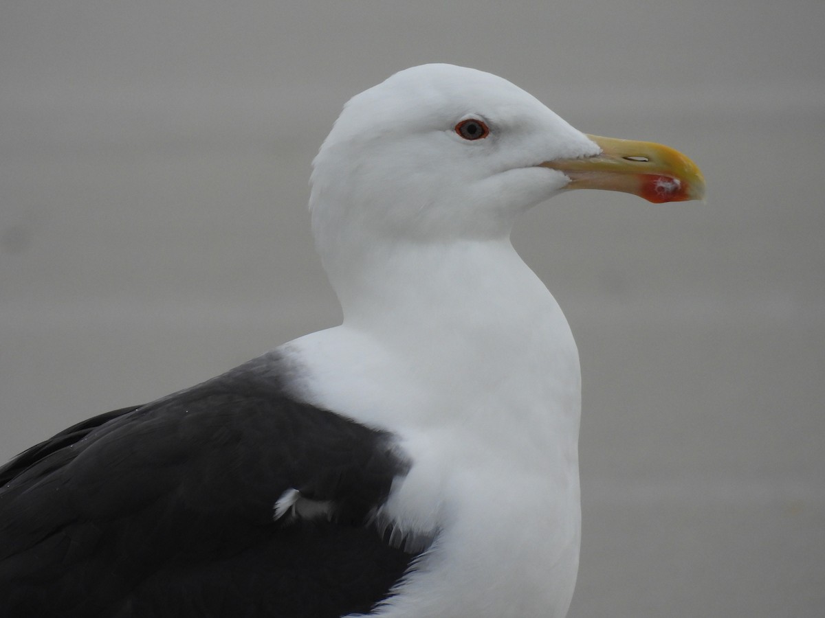 Great Black-backed Gull - ML646550259