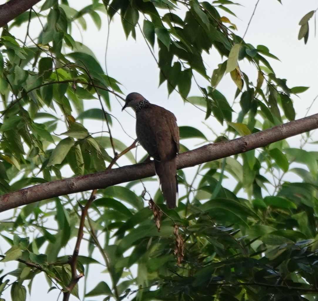 perlekragedue (chinensis/tigrina) - ML646550264