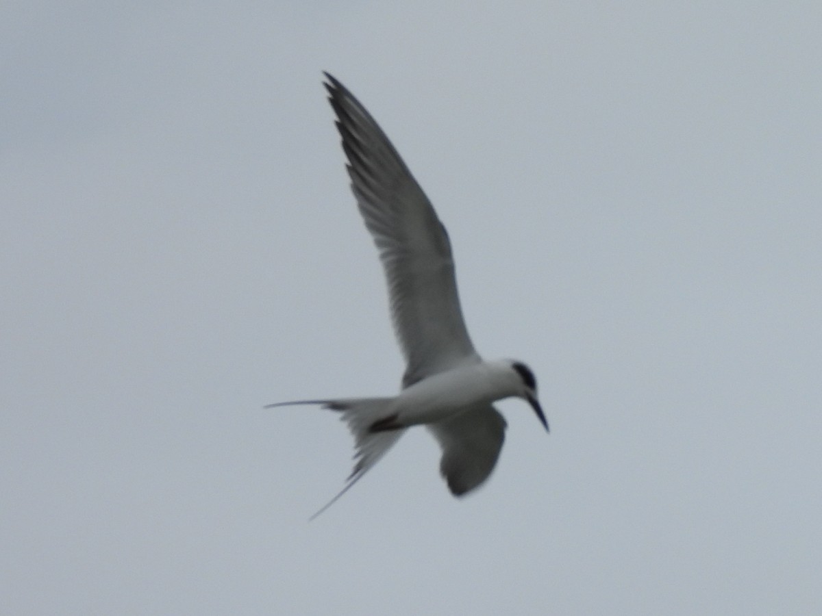 Forster's Tern - ML646550267