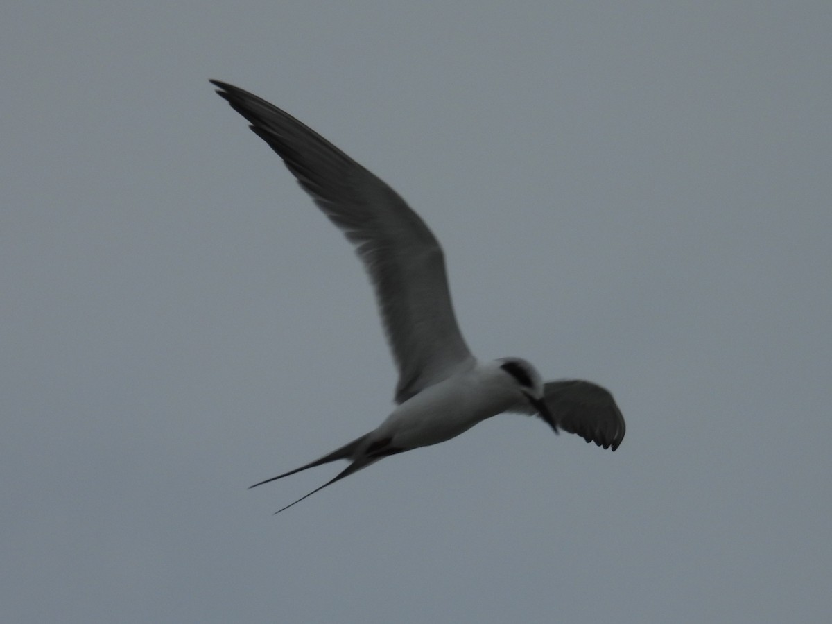 Forster's Tern - ML646550268