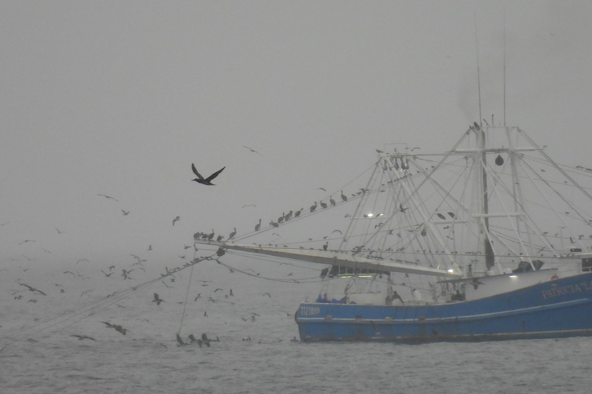 Northern Gannet - ML646550271