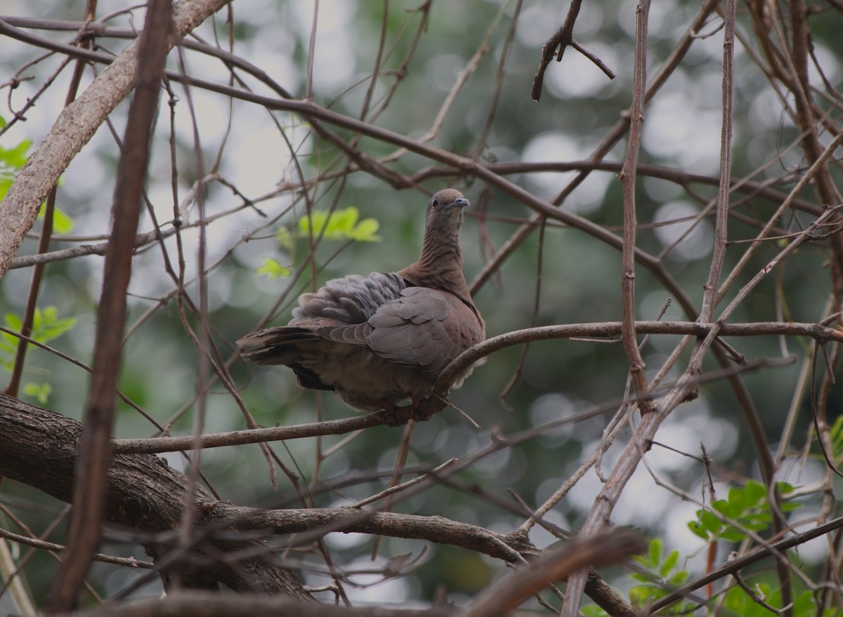 Pale-vented Pigeon - ML646550272