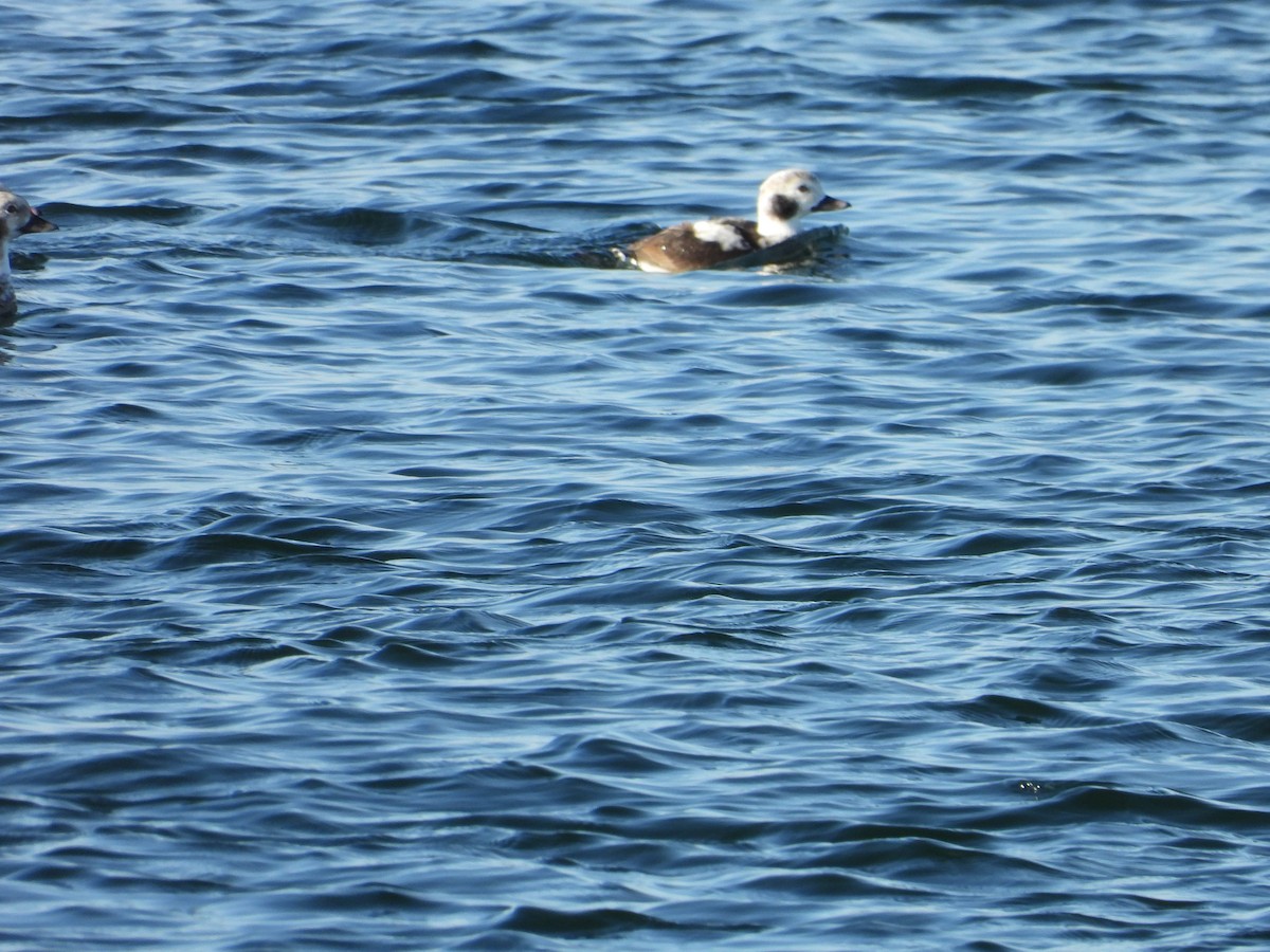 Long-tailed Duck - ML646550273