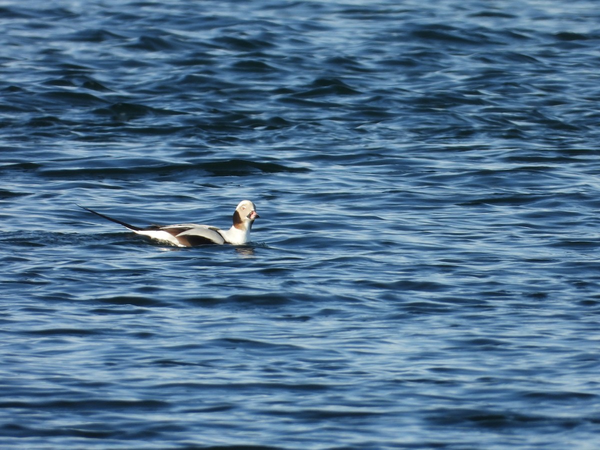 Long-tailed Duck - ML646550275