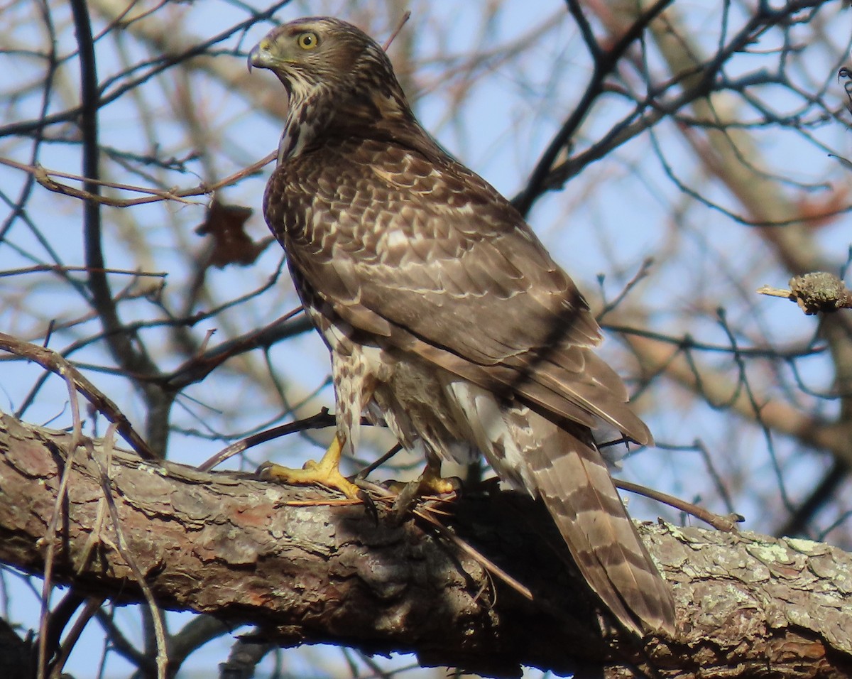 Amerika Çakırı - ML646550283