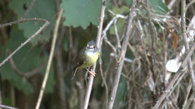 Pale-yellow Robin - ML646550284