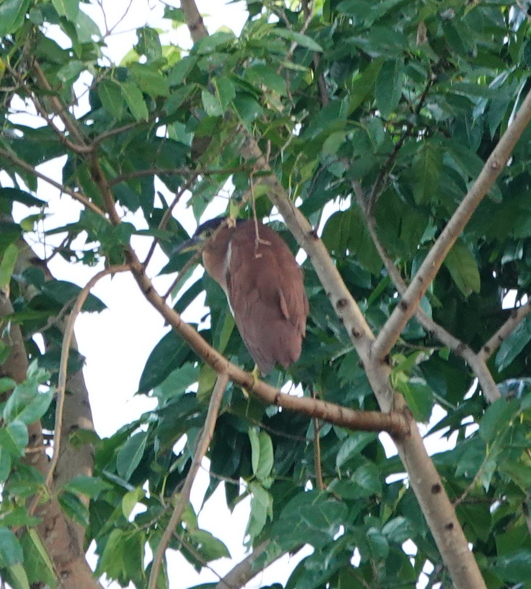 nankinghegre - ML646550285