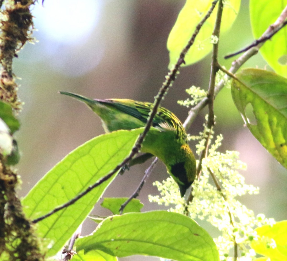 Green-and-gold Tanager - ML646550286