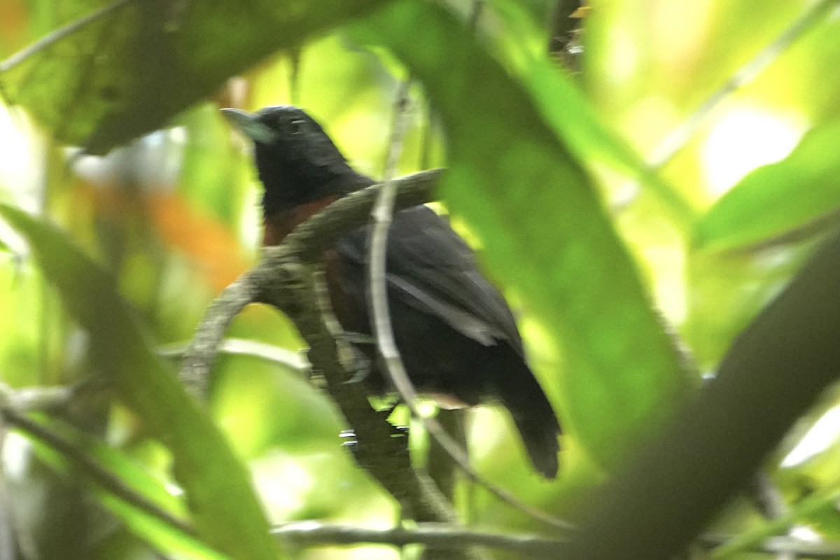 Black Bushbird - ML646550287