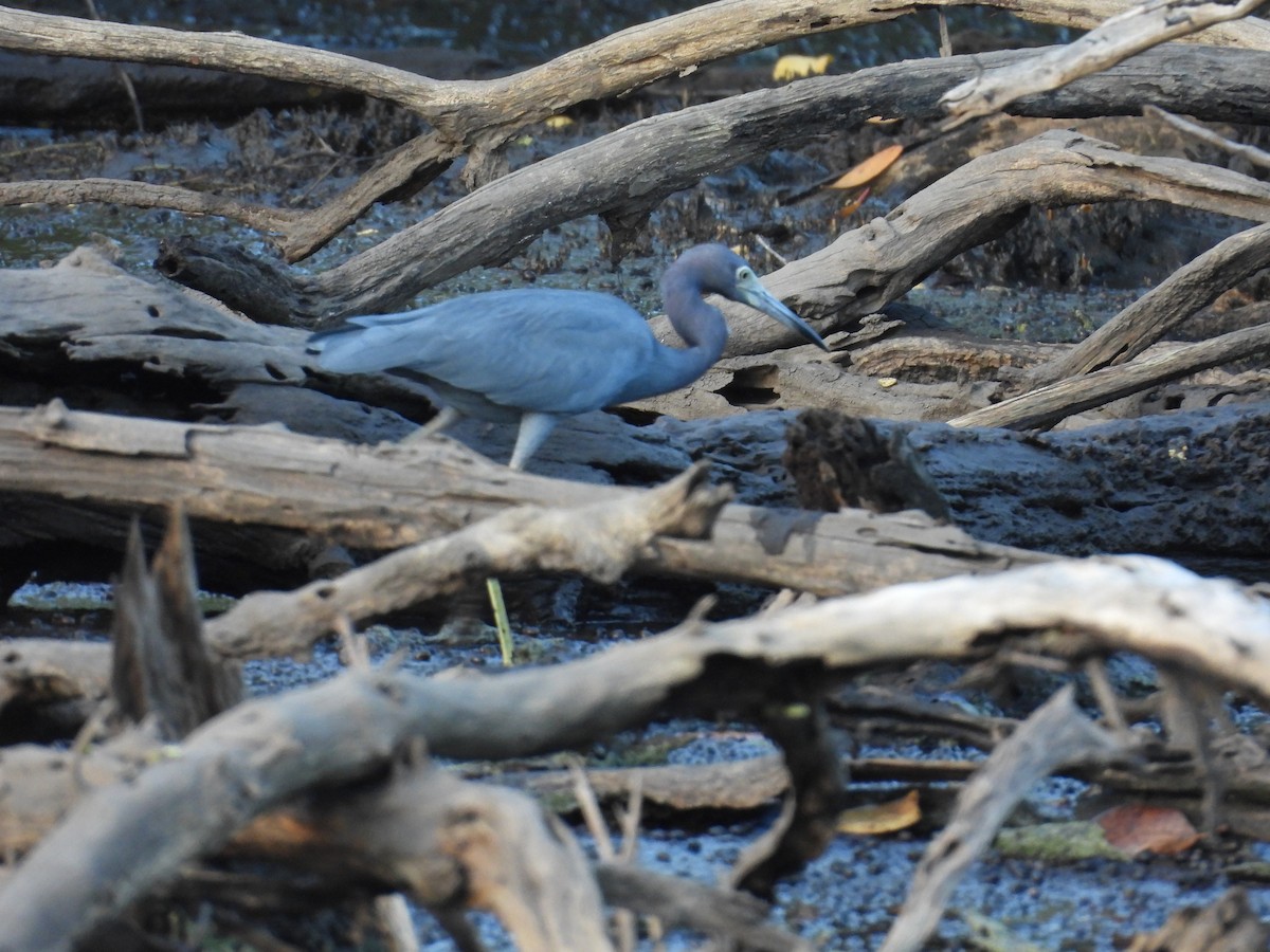 Little Blue Heron - ML646550294