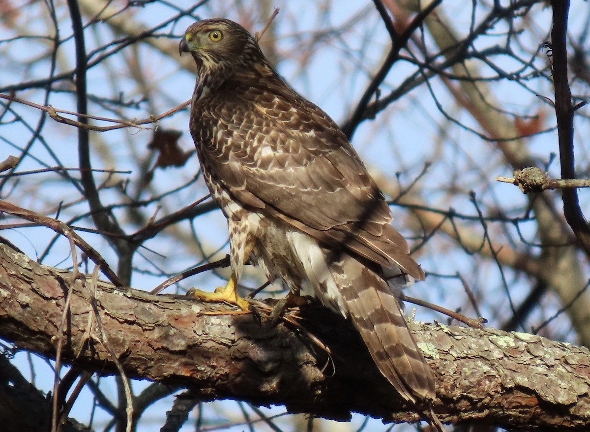 Amerika Çakırı - ML646550295