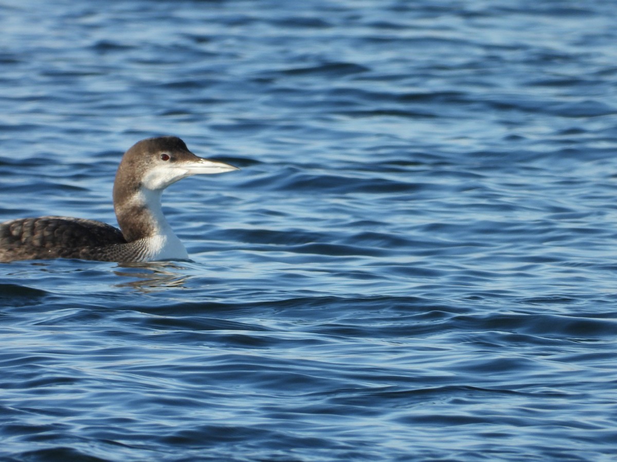 Common Loon - ML646550299