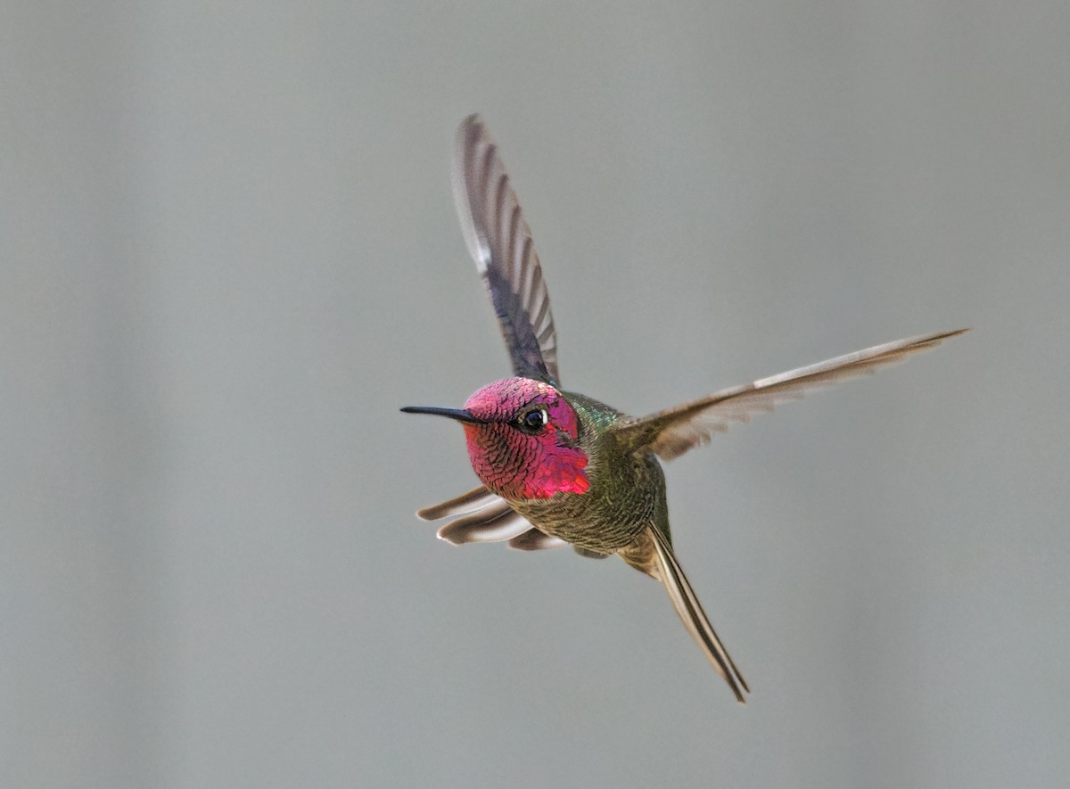 Anna's Hummingbird - ML646550300