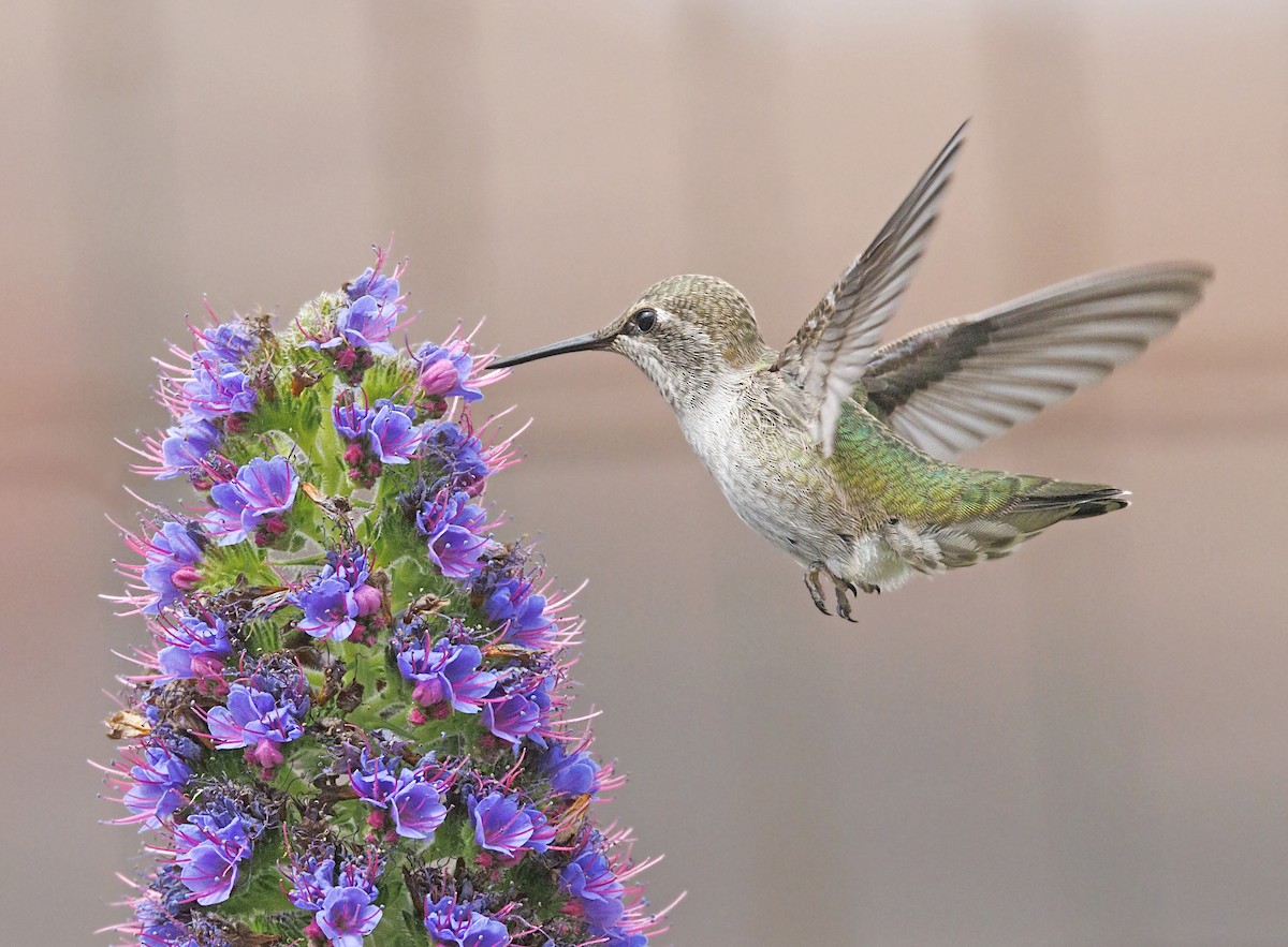 Anna's Hummingbird - ML646550301