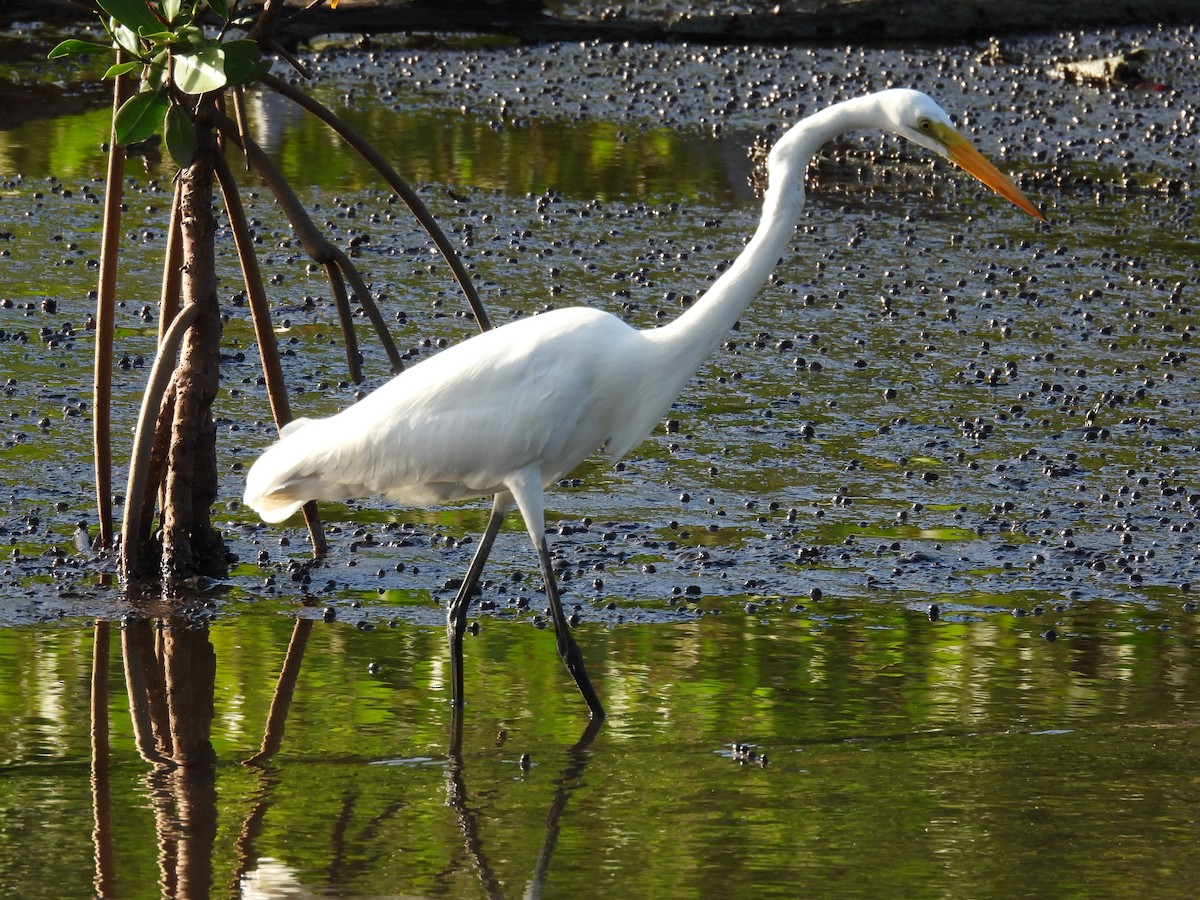 Цасч дэглий - ML646550302