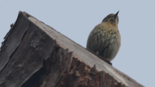 Pine Warbler - ML646550304