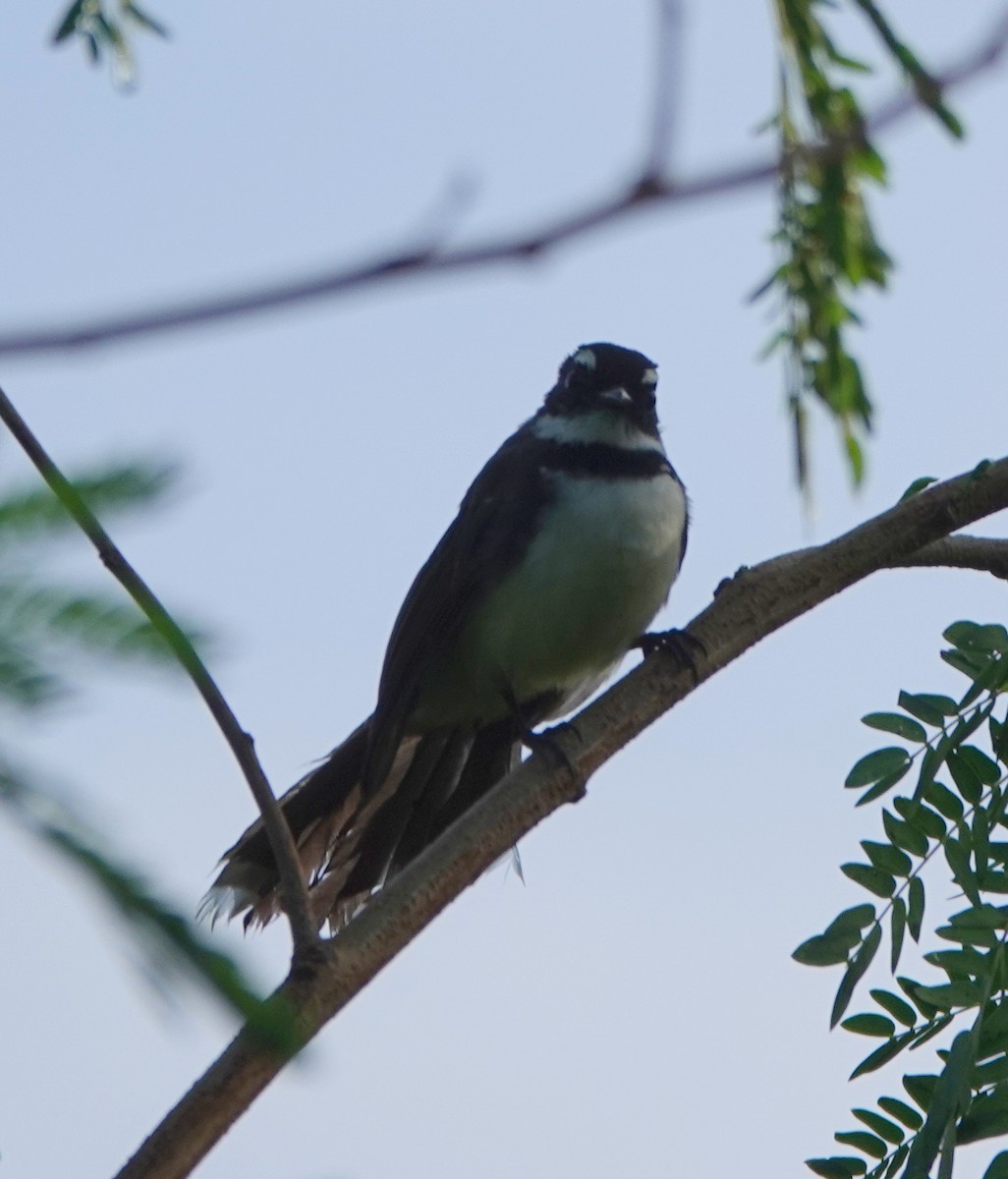 filippinerviftestjert - ML646550305