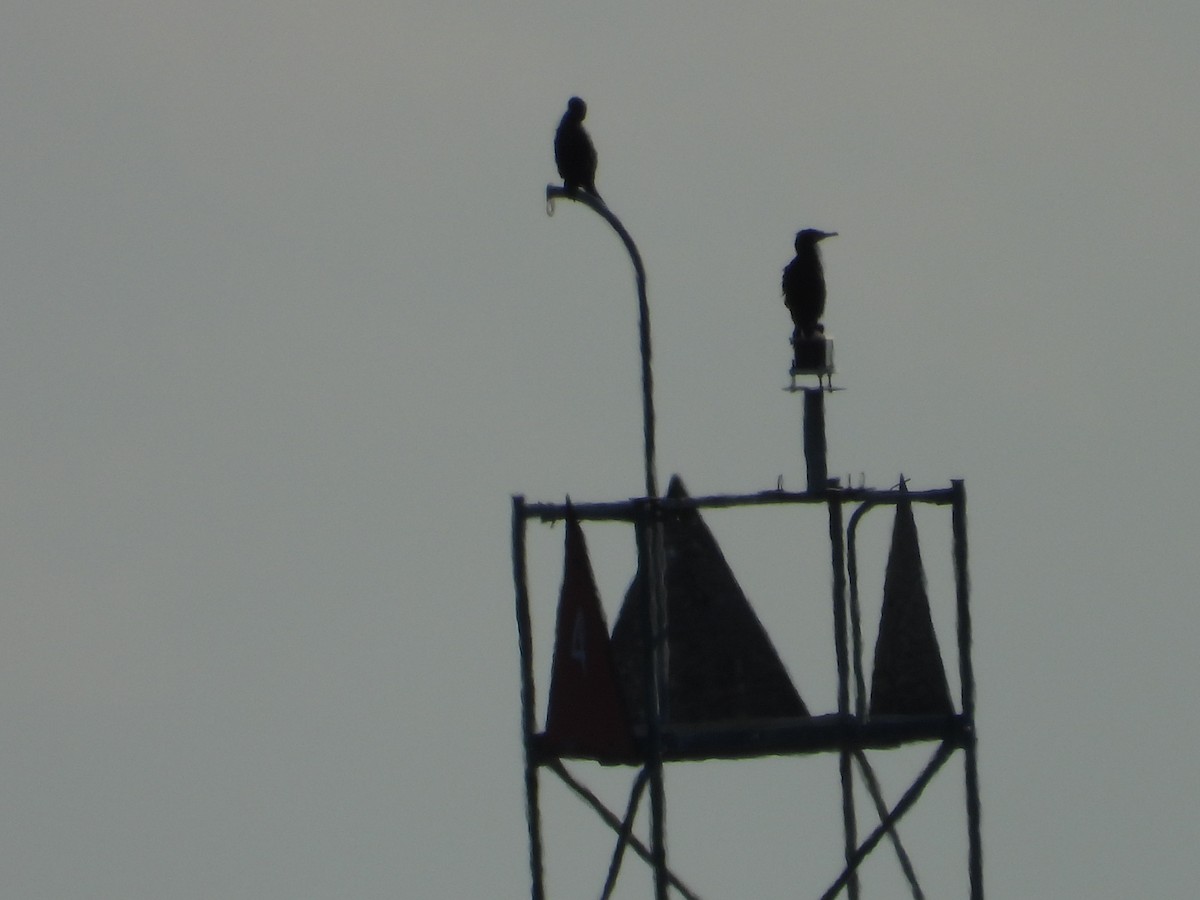 Double-crested Cormorant - ML646550309