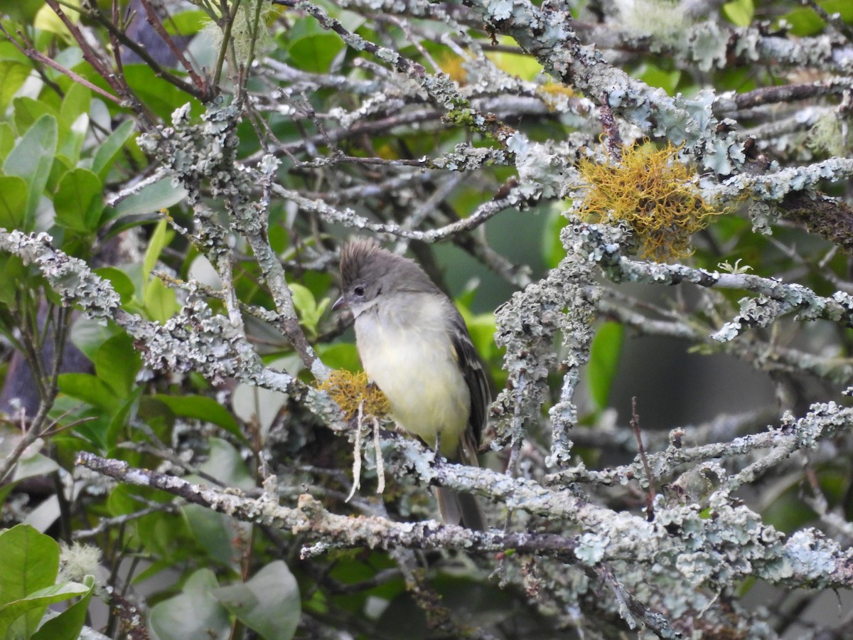 Yellow-bellied Elaenia - ML646550310