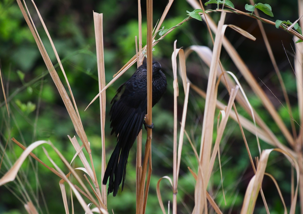 Smooth-billed Ani - ML646550312