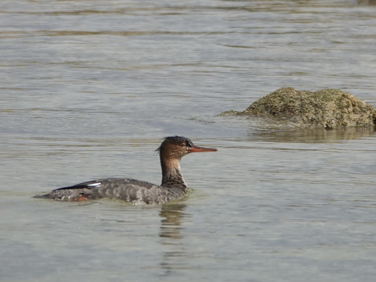 Red-breasted Merganser - ML646550313