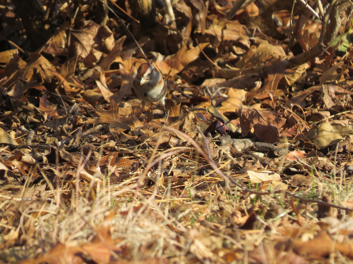 American Tree Sparrow - ML646550314