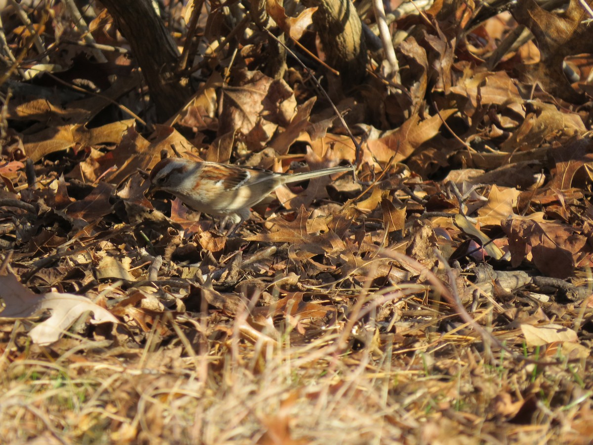 American Tree Sparrow - ML646550315