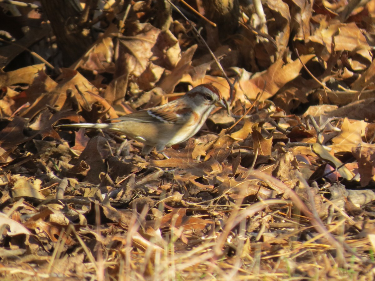 American Tree Sparrow - ML646550316