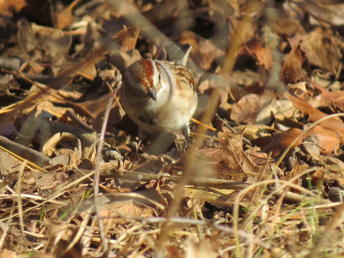 American Tree Sparrow - ML646550317