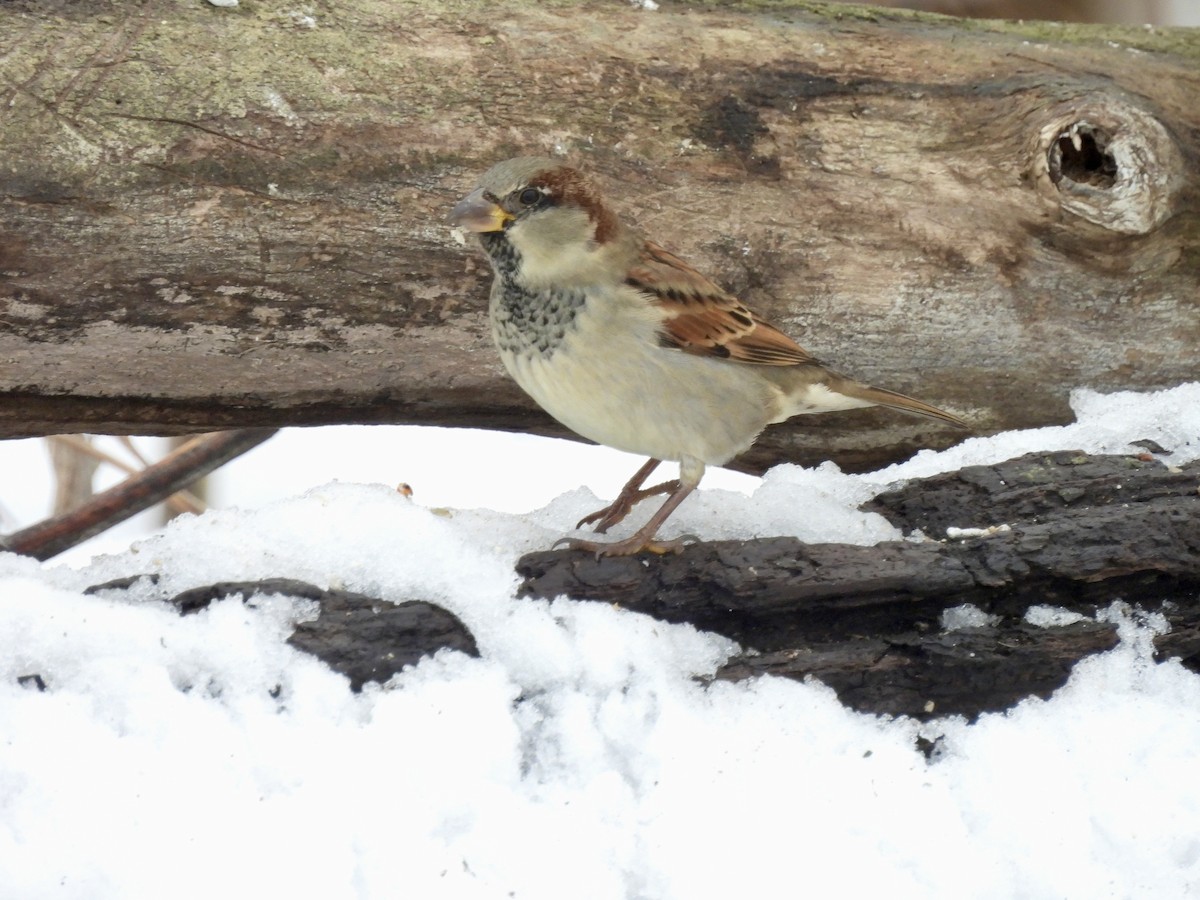 House Sparrow - ML646550318