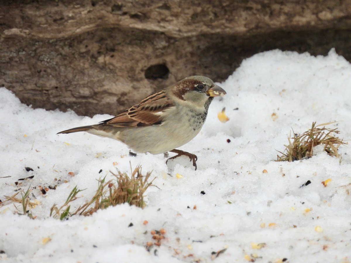 House Sparrow - ML646550319