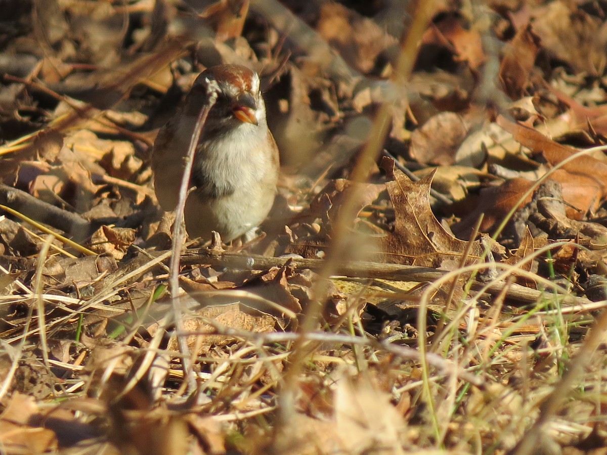 American Tree Sparrow - ML646550320